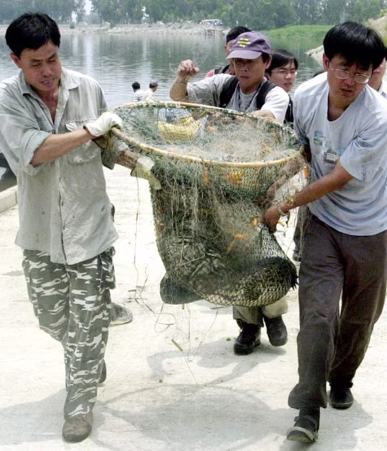 CROCODILE IS BAGGED BY CONSERVATION WORKERS IN HONG KONG