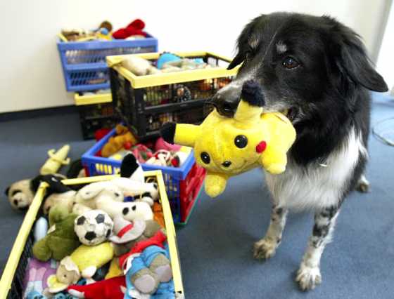 CLEVER BORDER COLLIE RICO FETCHES A POKEMON TOY IN BERLIN