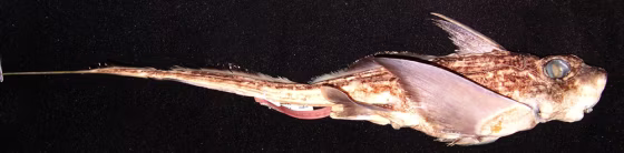 The fish, dubbed&nbsp;Hydrolagus matallanasi, is&nbsp;about 12-16 inches long and is found at depths of 1,300 to 2,000 feet.