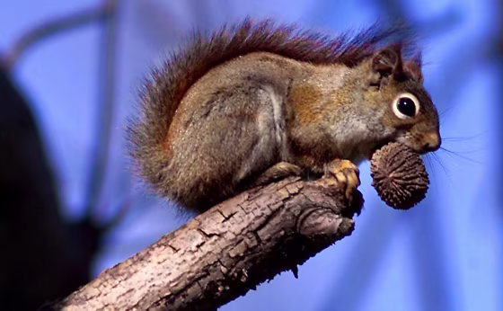 RED SQUIRREL