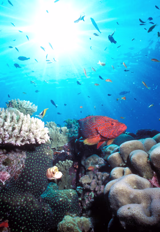 CORAL TROUT SWIMS AMONG SOFT CORALS AND TROPICAL FISH ON AUSTRALIA'S GREAT BARRIER REEF