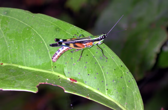 A grasshopper sits on a tree seedling in a white-sand forest in the Allpahuayo-Mishana National Reserve, near Iquitus, Peru.