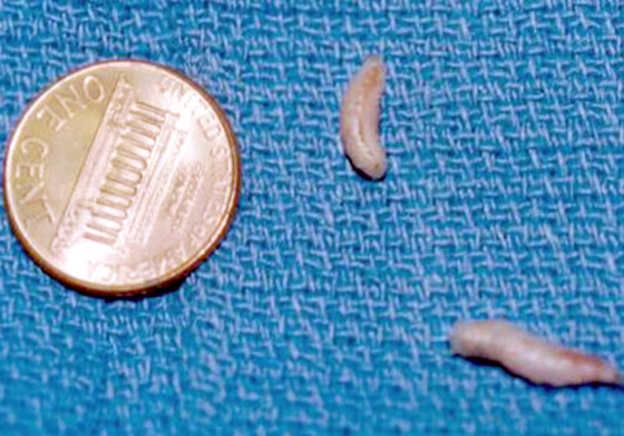 Maggots smaller than a penny provided vital clues in a Mexican forensic case.