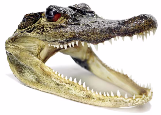 Image: Alligator