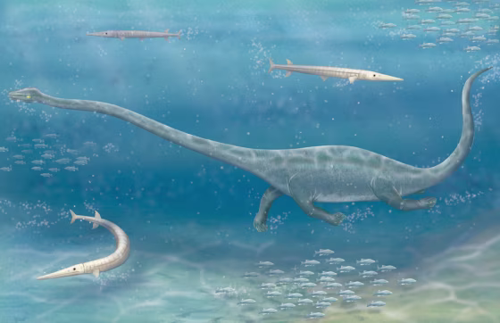 An artist's rendition&nbsp;shows Dinocephalosaurus orientalis, a long-necked sea reptile that probably preyed on fish and squid in a shallow sea in present-day southeast China more than 230 million years ago. The tail and soft tissues shown here, including the muscles,&nbsp;are a matter of conjecture.