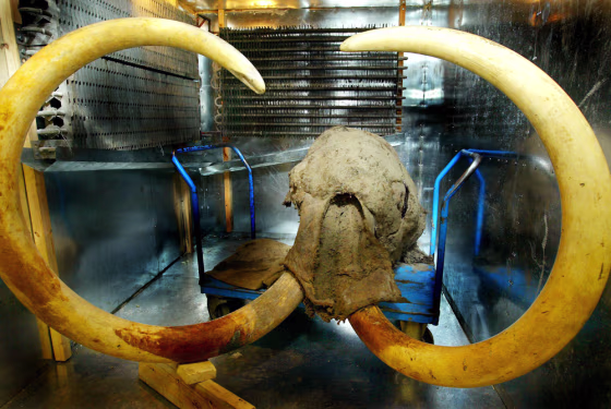 WOOLLY MAMMOTH HEAD