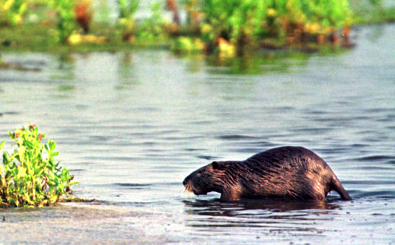 NUTRIA