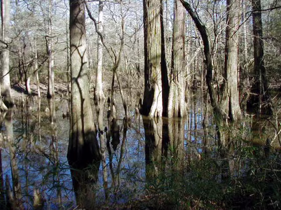 Big Thicket National Preserve in Texas is one of 14 national areas that have privately owned minerals beneath them.
