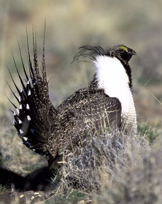 The sage grouse population has fallen to around 142,000 from a high estimated at up to&nbsp;16 million.