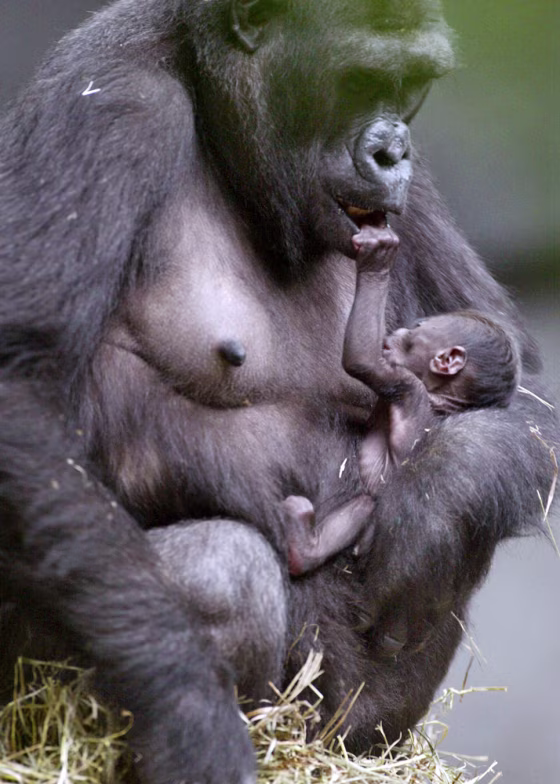 Koola, a gorilla at Brookfield Zoo, joined others in a “gorilla wake” Tuesday, filing past the body of Babs, who died recently at age 30.