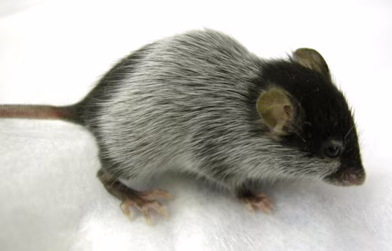 A Bcl 2 null mouse 58 days after birth shows hair graying where the first hair has shed. 