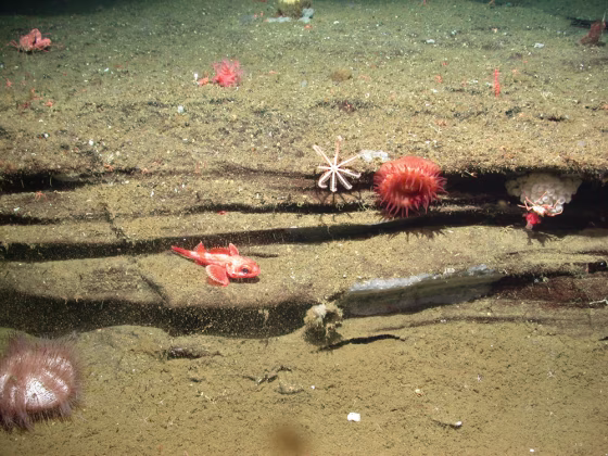 An image from the ROV Tiburon shows deep-sea beach sand and lava that appears to have been sculpted by waves — along a shore now nearly a half-mile (680 meters) below the surface.