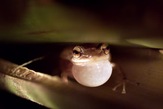 COQUI