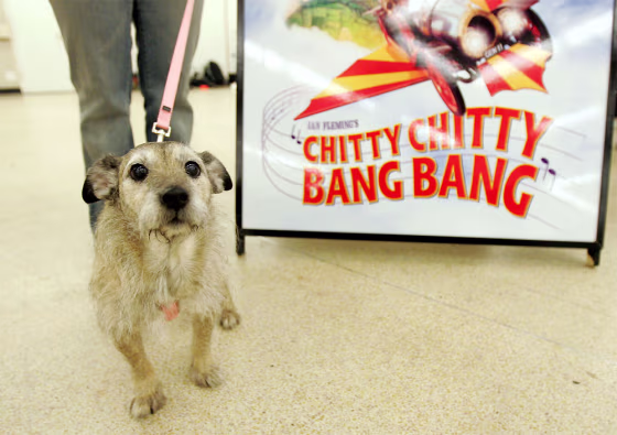 Canine Casting Call For \"Chitty Chitty Bang Bang\"