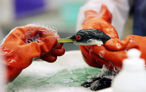 Mysterious Oil Spill Hurts Hundreds Of Sea Birds