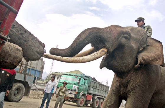 ELEPHANT LOADS LOGS