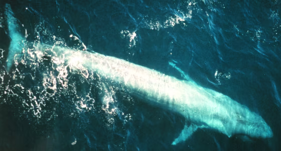 A blue whale swims near the surface in the eastern tropical Pacific Ocean. Low-frequency whale songs can travel hundreds or thousands of miles.