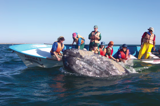 Whale watchers pet a curious and friendly guest.