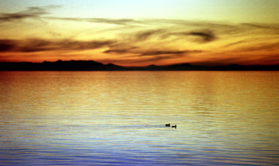 DUCKS GREAT SALT LAKE