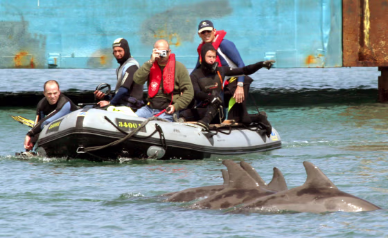 Israeli police officers and divers looks at a group of dolphins in Haifa harbor on Tuesday.