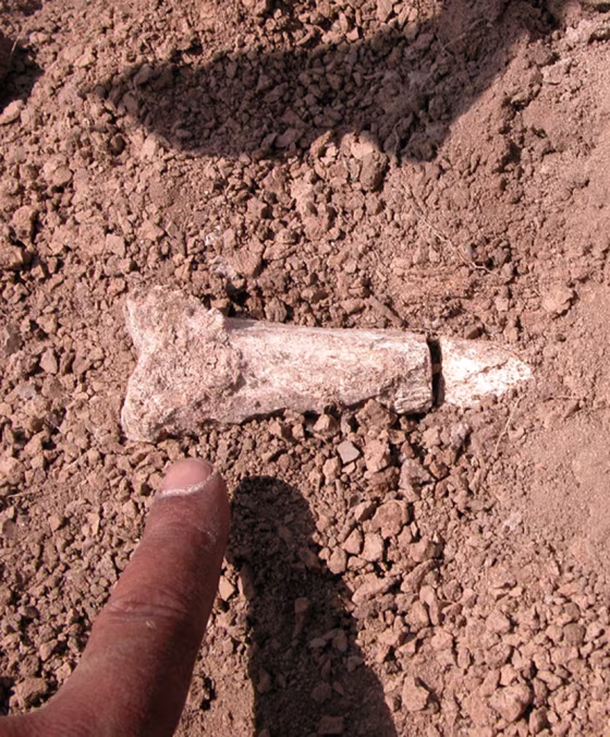 A&nbsp;scientist points at a tibia from the lower part of the leg of what is believed to be humankind's first walking ancestor, a hominid that lived in the wooded grasslands of the Horn of Africa nearly 4 million years ago.