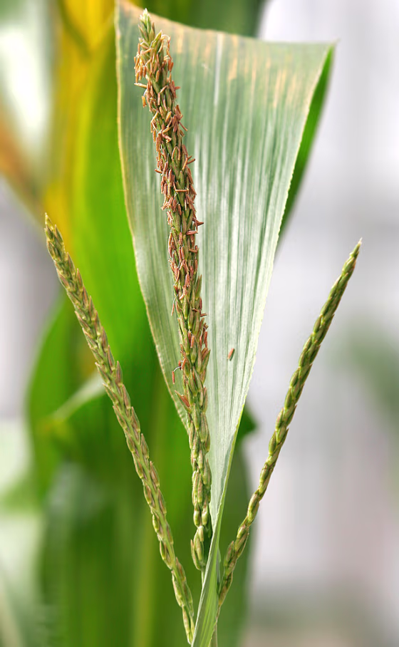 A&nbsp;genetically modified corn plant grows in a greenhouse March 18 at Iowa State University in Ames, Iowa. A new study finds that Americans know very little about the gene-altered foods they consume.