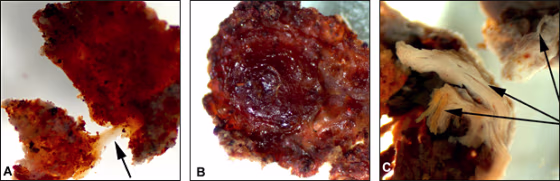 Tissue fragments from a Tyrannosaurus rex femur are shown at left,&nbsp;when it is flexible and resilient and when stretched (arrow) returns to its original shape. The middle photo shows the bone after it is air&nbsp;dried. The photo at right shows regions of bone that exhibit a fibrous character not normally seen in fossil bone.
