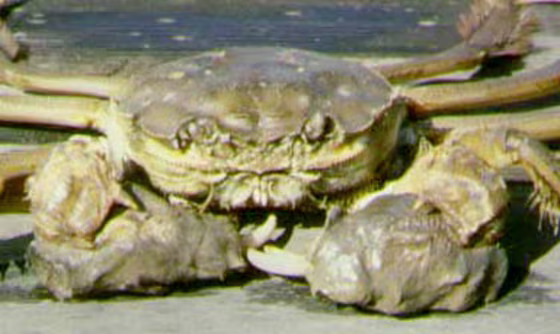 Chinese mitten crabs like this one have invaded San Francisco Bay, having entered via ballast water dumped there by foreign ships. They clog irrigation and drinking water pipes&nbsp;while crowding out native species.