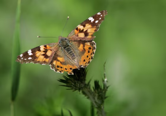 Record Number OF Butterflies Migrate To Californias Bay Area