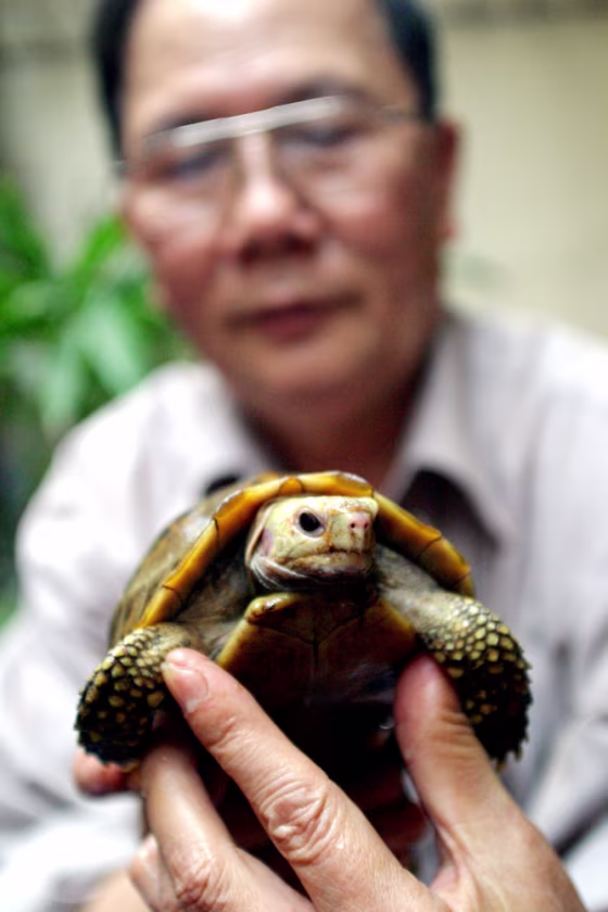 Zoologist Ha Dinh Duc looks at a small turtle in his house in Hanoi
