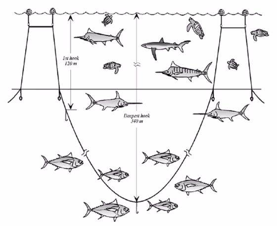 This illustration shows the top prize in a fishing gear contest -- a system that doesn't use hooks in shallower water where sea turtles frequent.