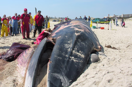 Biologist Julika Wocial, center left, reaches into a dead whale on a beach in Southampton, N.Y., earlier this month as she performs a necropsy on the giant mammal. Her team concluded the whale probably died from blows caused by a collision with a ship.