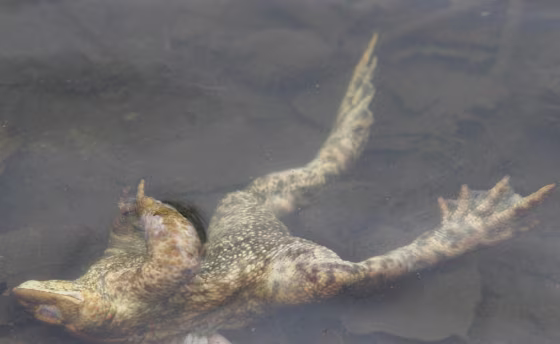 The pond in Hamburg where the corpses have been found has been tested, but its quality is no better or worse than elsewhere in the city.