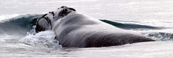 RIGHT WHALE