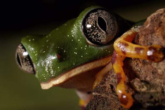 To match feature Ecuador-Frogs