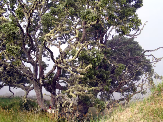 HORIUCHI KOA
