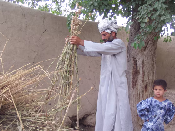 Mohammed Asef, a farmer in the village of Langar Khana, in northern Balkh province holds dried stalks of poppy that he harvested from a field surrounded by a high wall.
