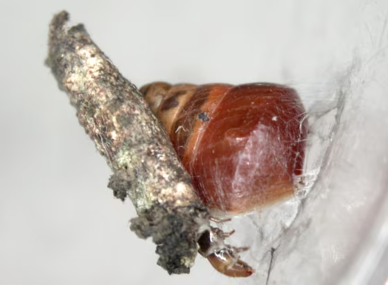 The case-bearing caterpillar of this new species of Hyposmocoma binds its snail prey&nbsp;(with a reddish shell)&nbsp;to a leaf with silk restraints. This&nbsp;is the first time a caterpillar has been seen using silk to restrain prey. 