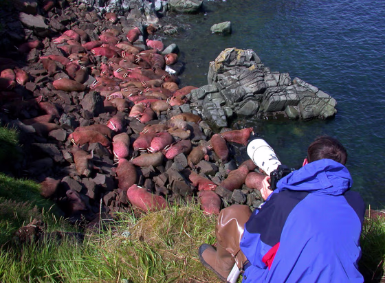 This photo provided by the Alaska Department of Fish and Game shows a visitor at the Walrus Islands State Game Sanctuary in&nbsp;Alaska.