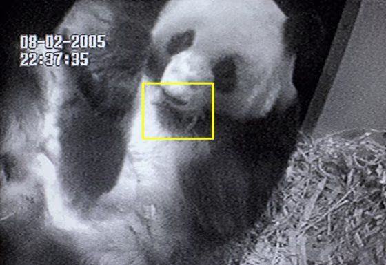 Giant Panda Gives Birth At San Diego Zoo