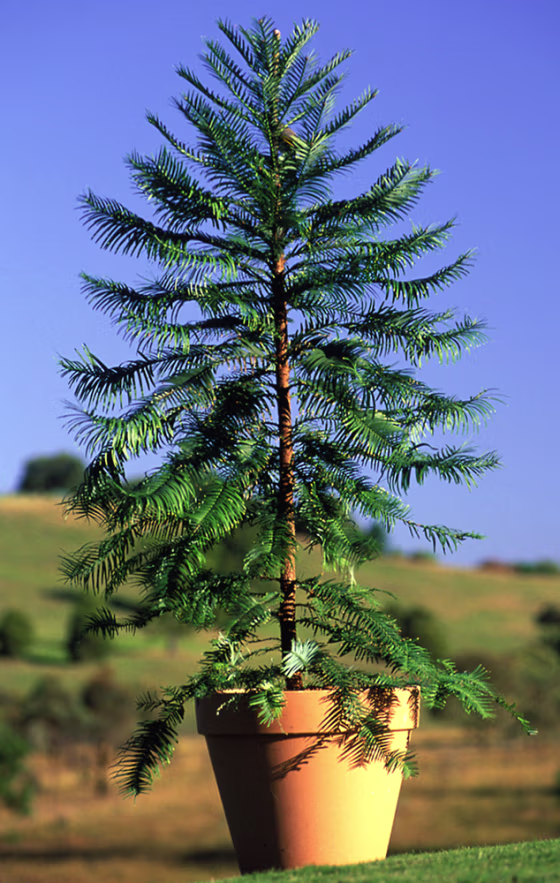WOLLEMI PINE
