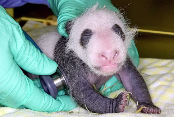 San Diego Zoo giant panda cub undergoes weekly exam