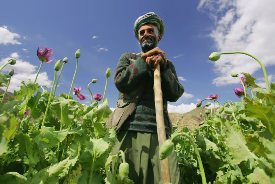 Poppy Growth Rate in Badakhshan Region is Down