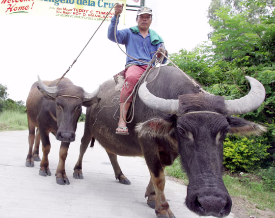 File photo of Filipino farmer riding a water buffalo in northern Philippines' Pampanga province