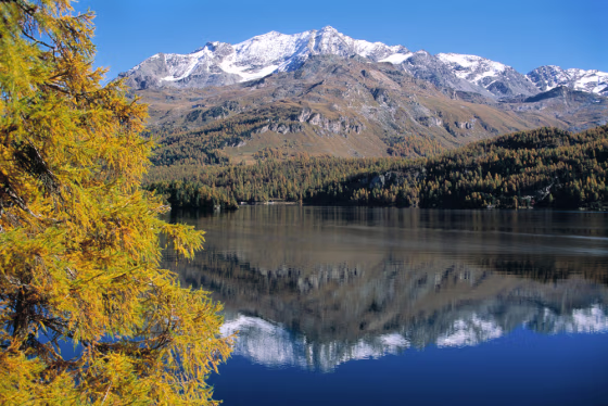 The Piz Corvatsch mountain is reflected in the Silsersee Lake near Sils with a golden larch standing at the bank in September, 2001.