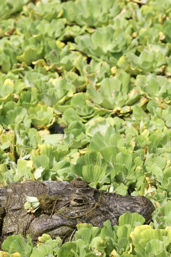 FOR RELEASE WITH FEATURE BRAZIL CROCODILES