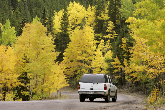 LEAF PEEPING