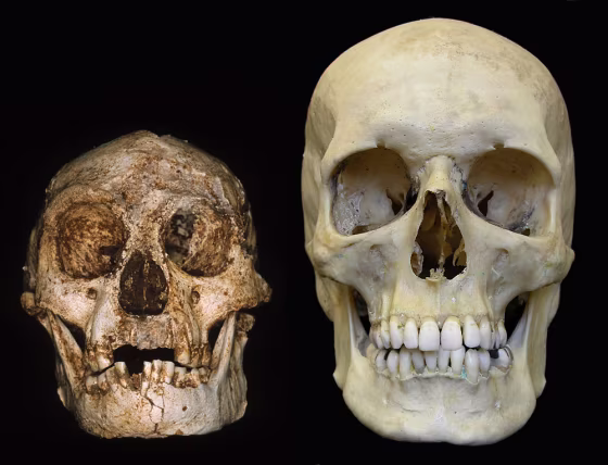 A skull from the Flores site sits alongside a modern human skull.