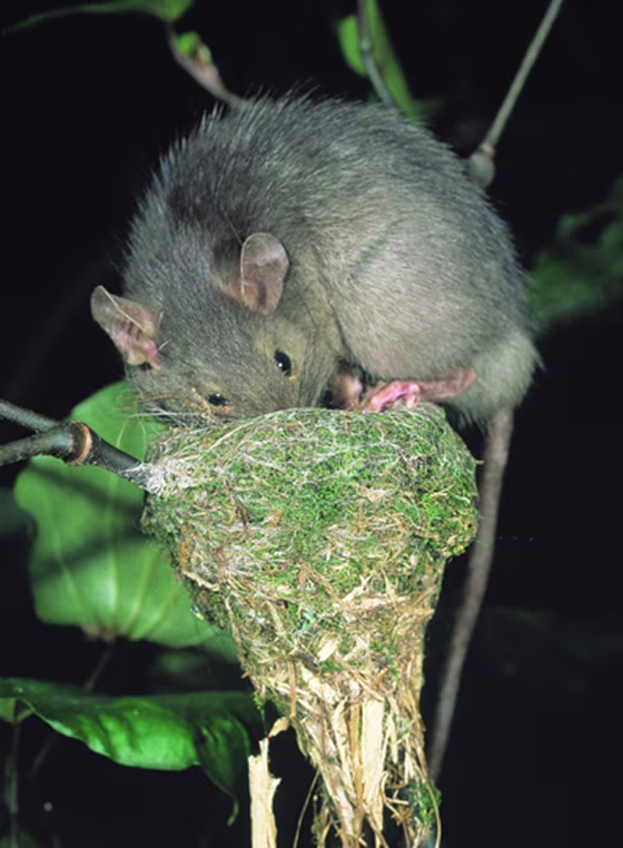 RAT