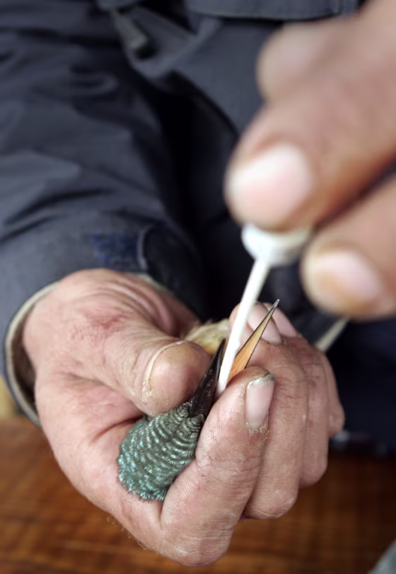 A Kingfisher bird is held by an ornithologist taking a sample in Vrana, southern Croatia, on Oct. 20.